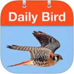 Daily Bird  icon download